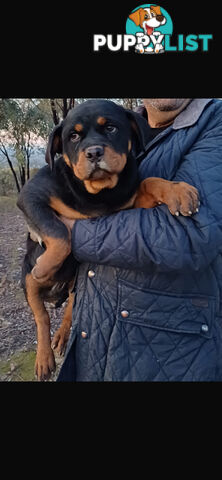 Pure Breed Rottweiler
