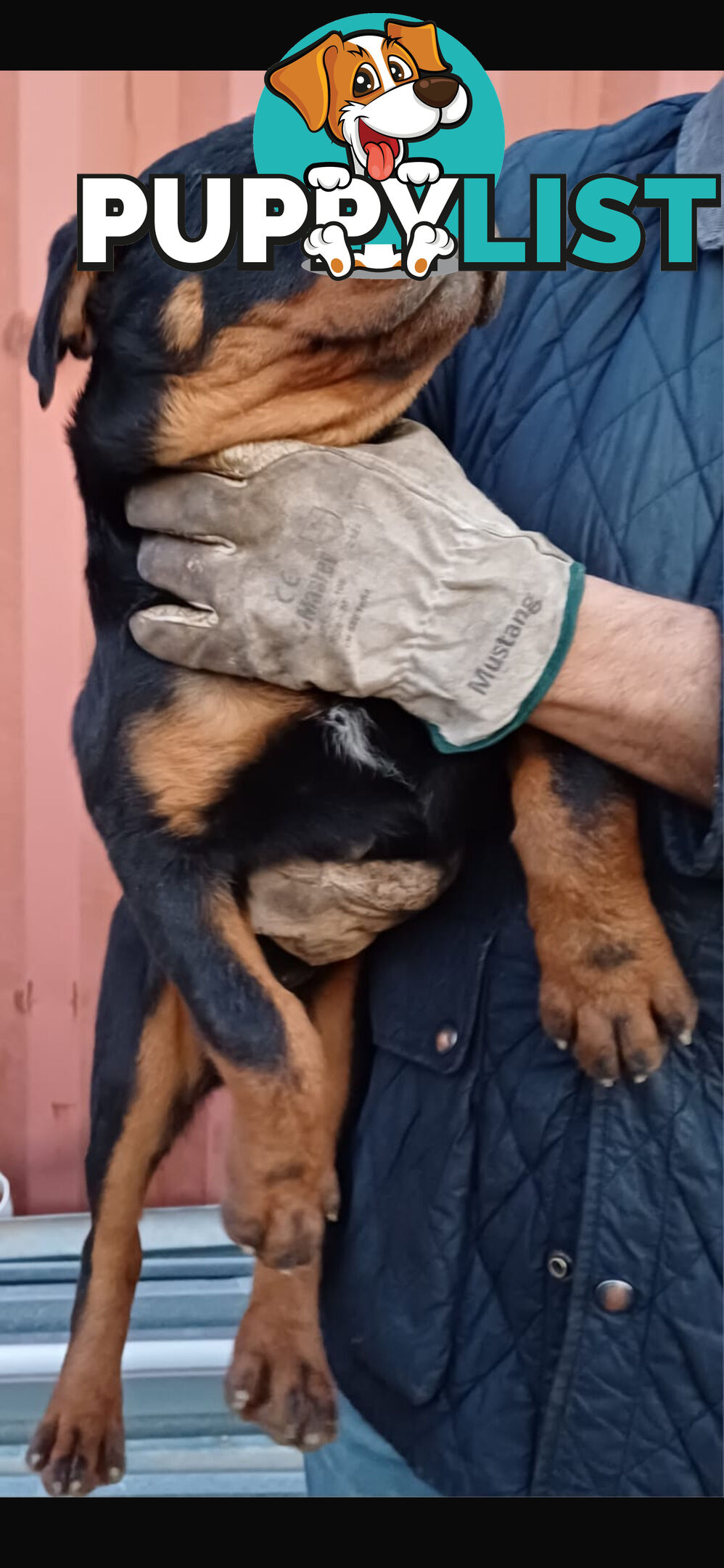 Pure Breed Rottweiler