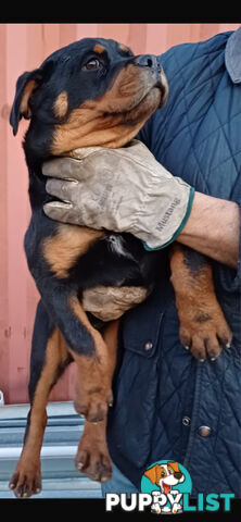 Pure Breed Rottweiler