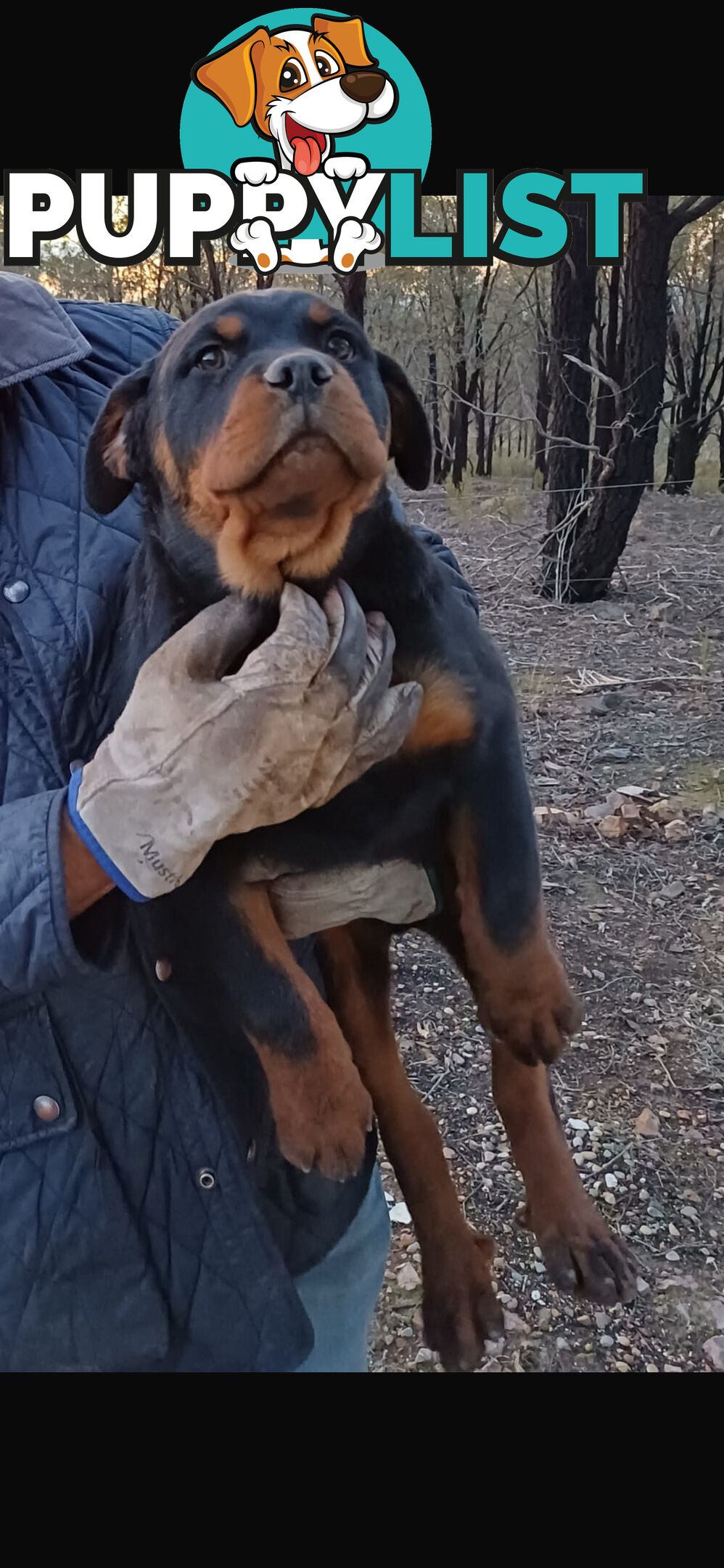 Pure Breed Rottweiler