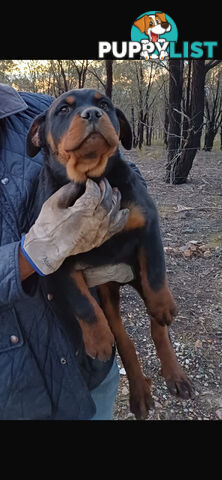 Pure Breed Rottweiler