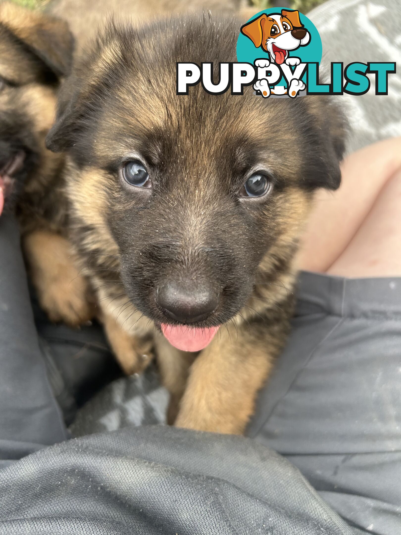 4 Purebred German shepherd puppies