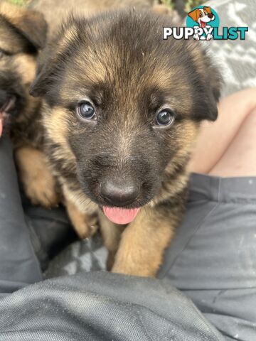 4 Purebred German shepherd puppies