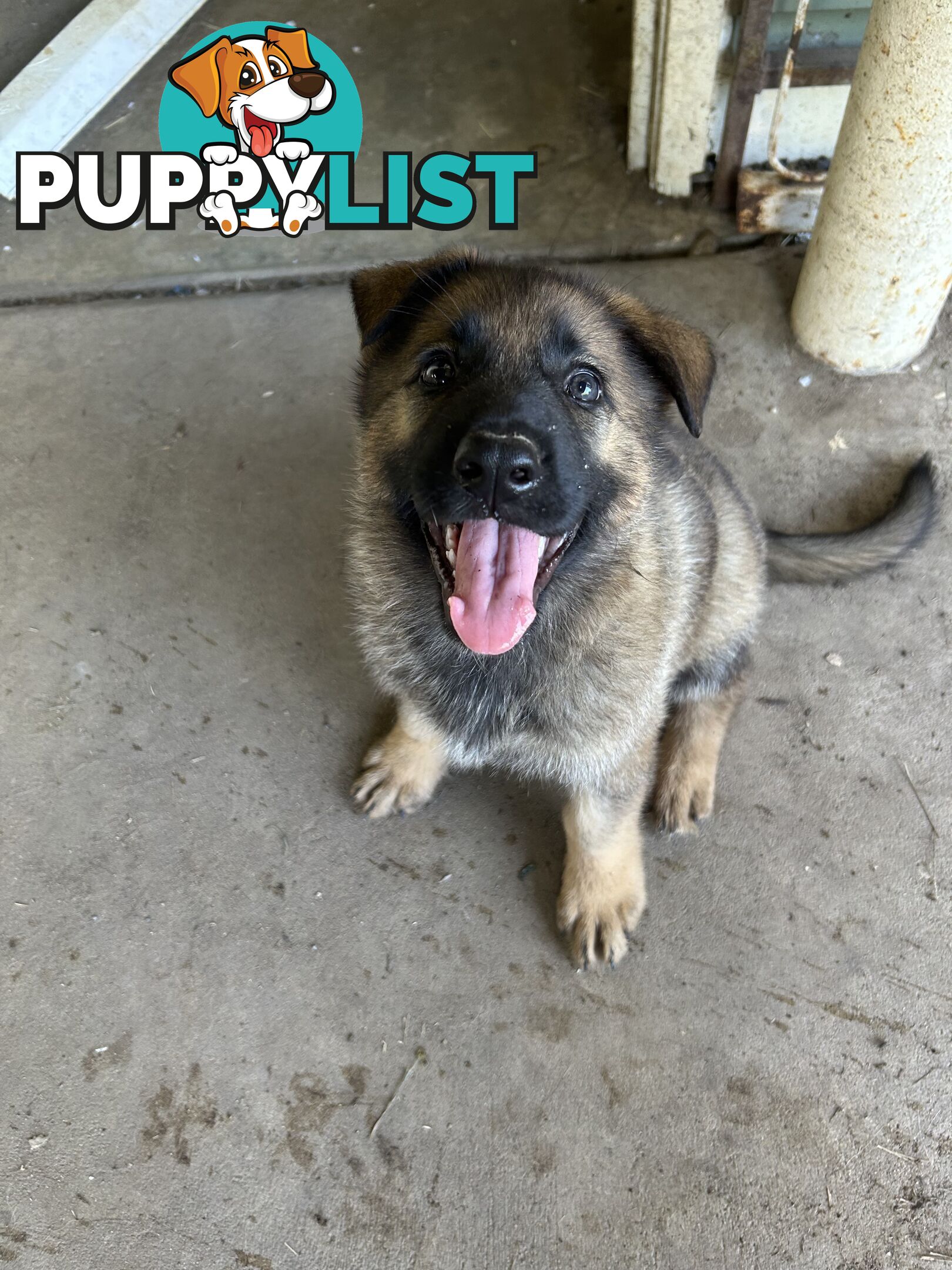 4 Purebred German shepherd puppies