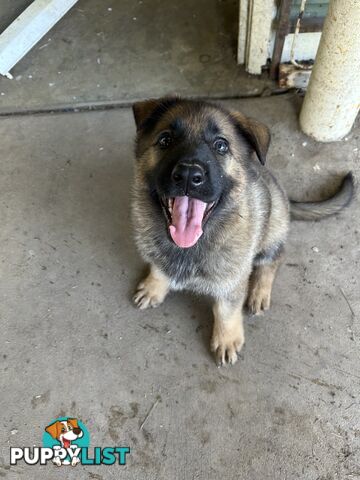 4 Purebred German shepherd puppies