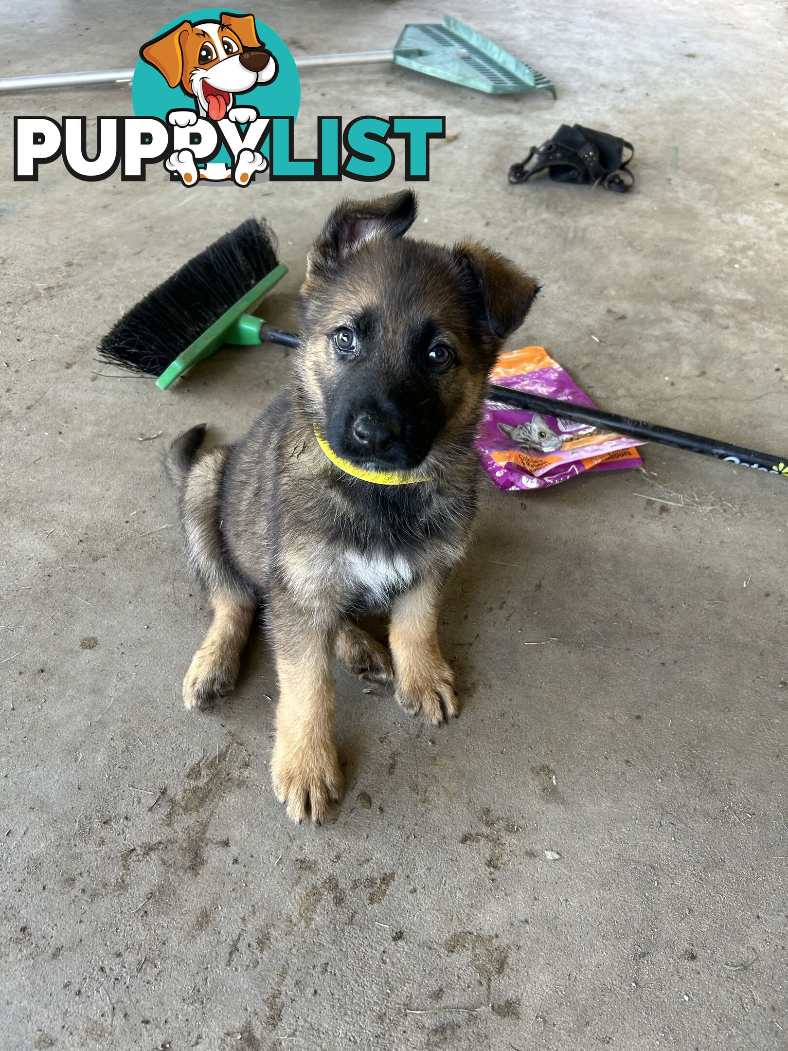 4 Purebred German shepherd puppies