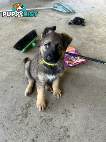 4 Purebred German shepherd puppies