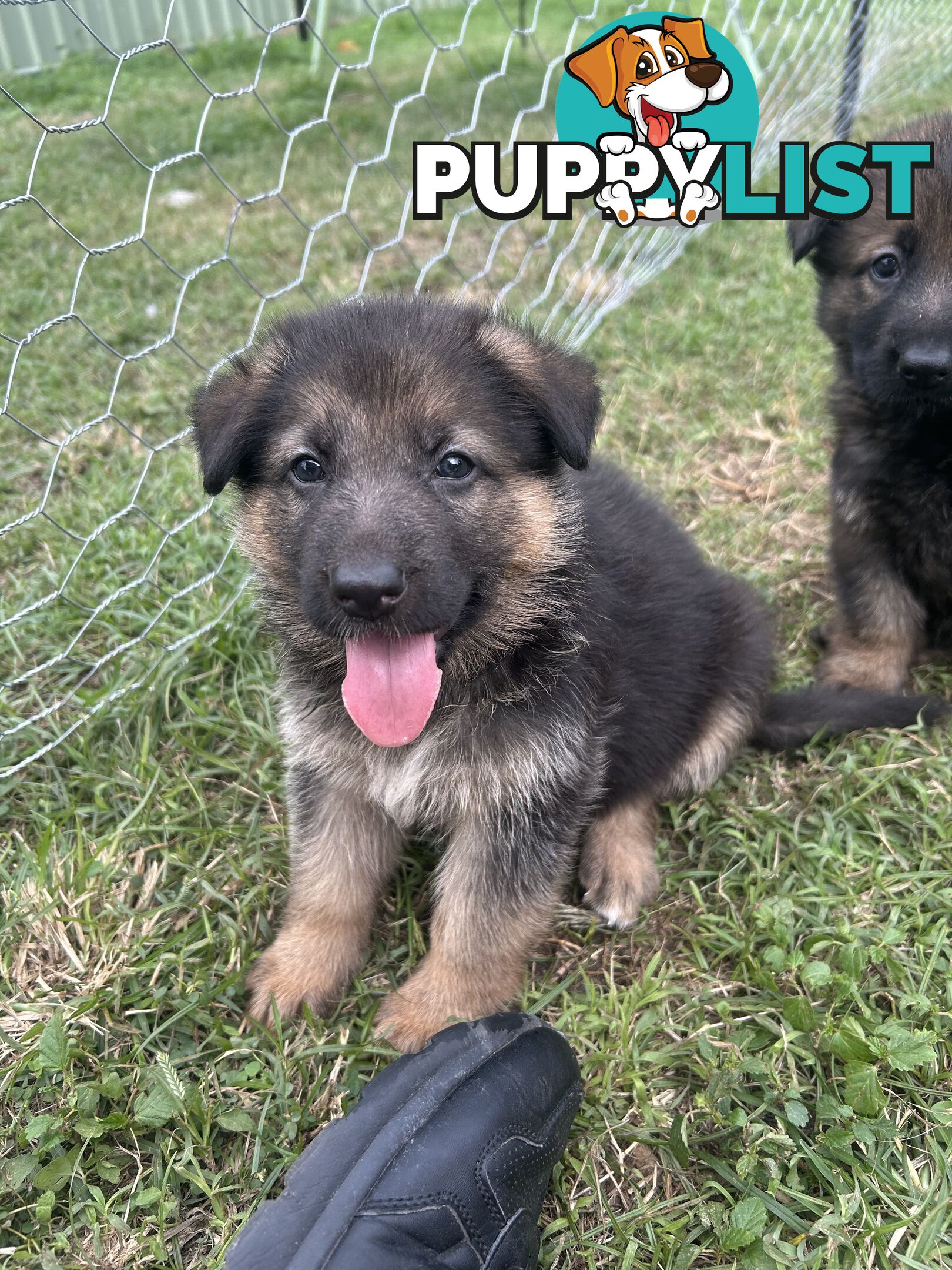 4 Purebred German shepherd puppies