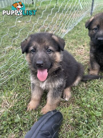 4 Purebred German shepherd puppies