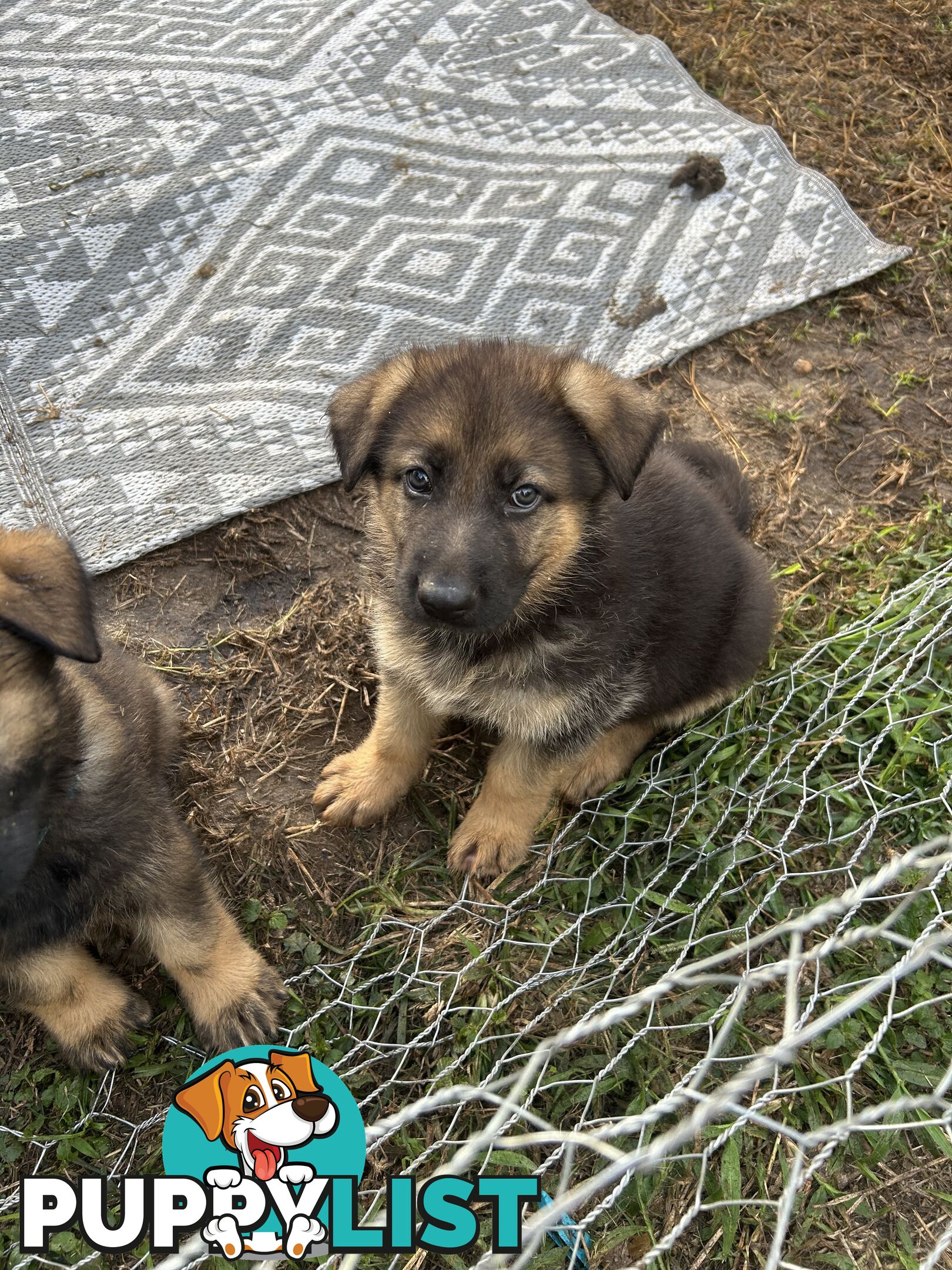 4 Purebred German shepherd puppies