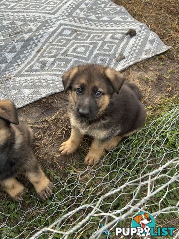 4 Purebred German shepherd puppies