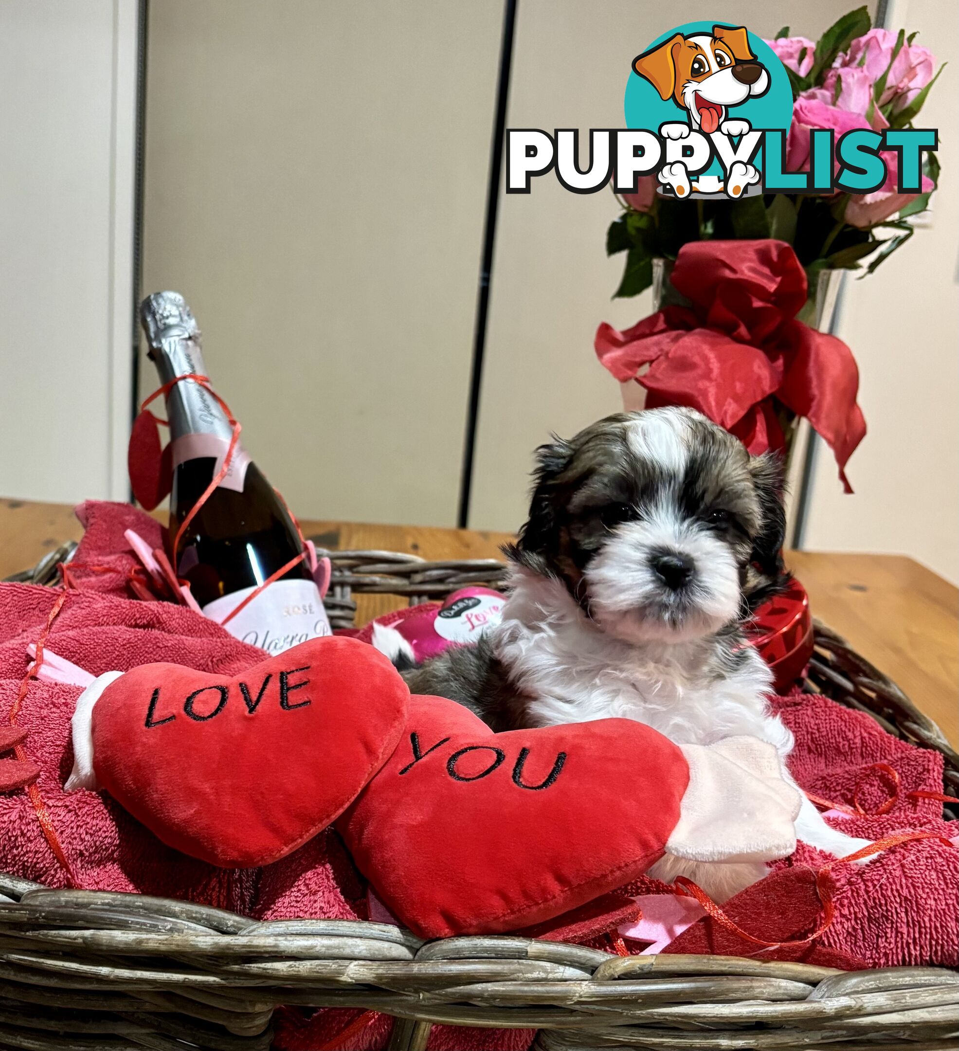 Gorgeous Shoodles puppies Cutest Valentine’s Gift You’ll Ever Cuddle