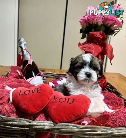 Gorgeous Shoodles puppies Cutest Valentine’s Gift You’ll Ever Cuddle