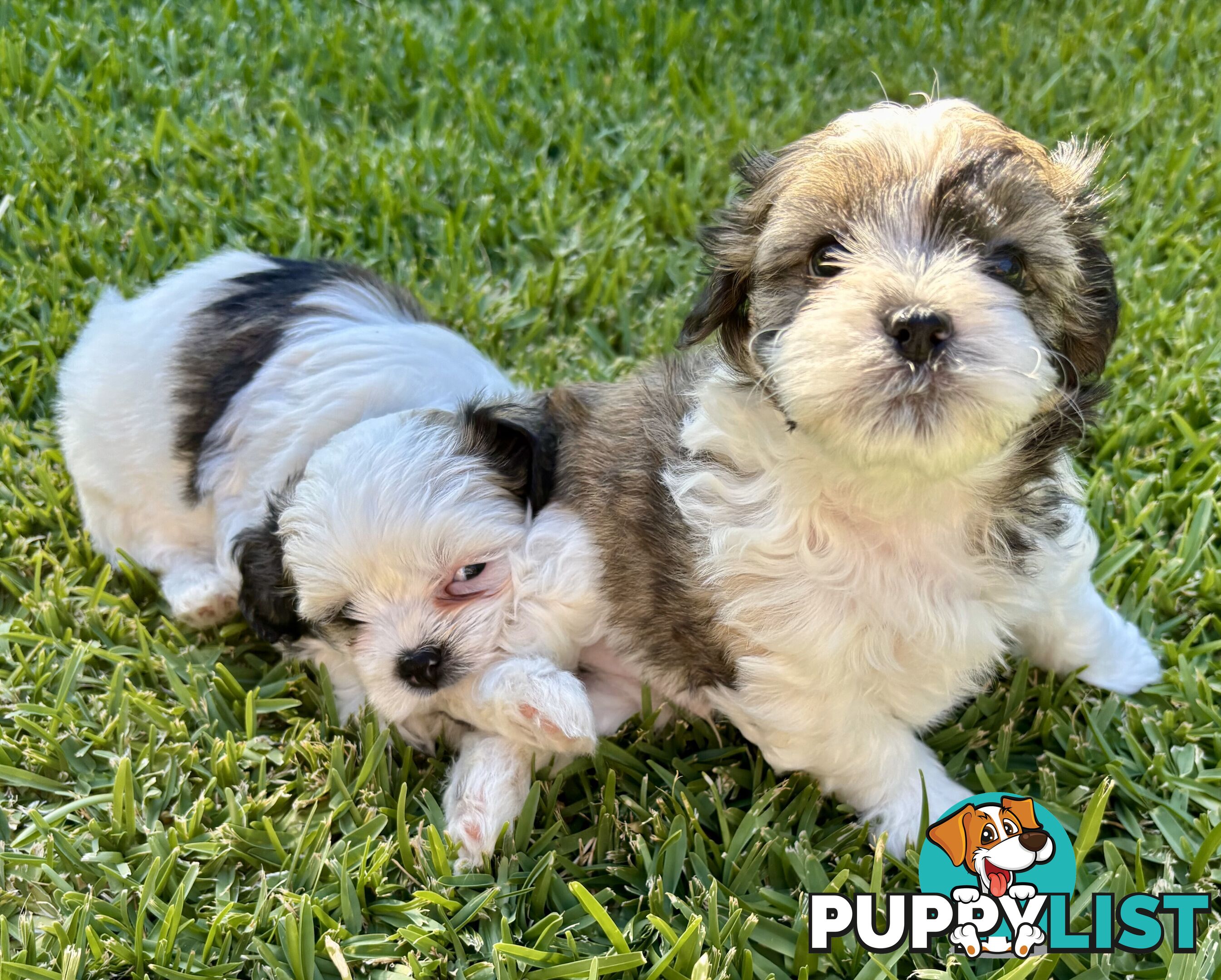 Gorgeous Shoodles puppies Cutest Valentine’s Gift You’ll Ever Cuddle