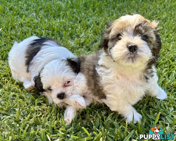 Gorgeous Shoodles puppies Cutest Valentine’s Gift You’ll Ever Cuddle