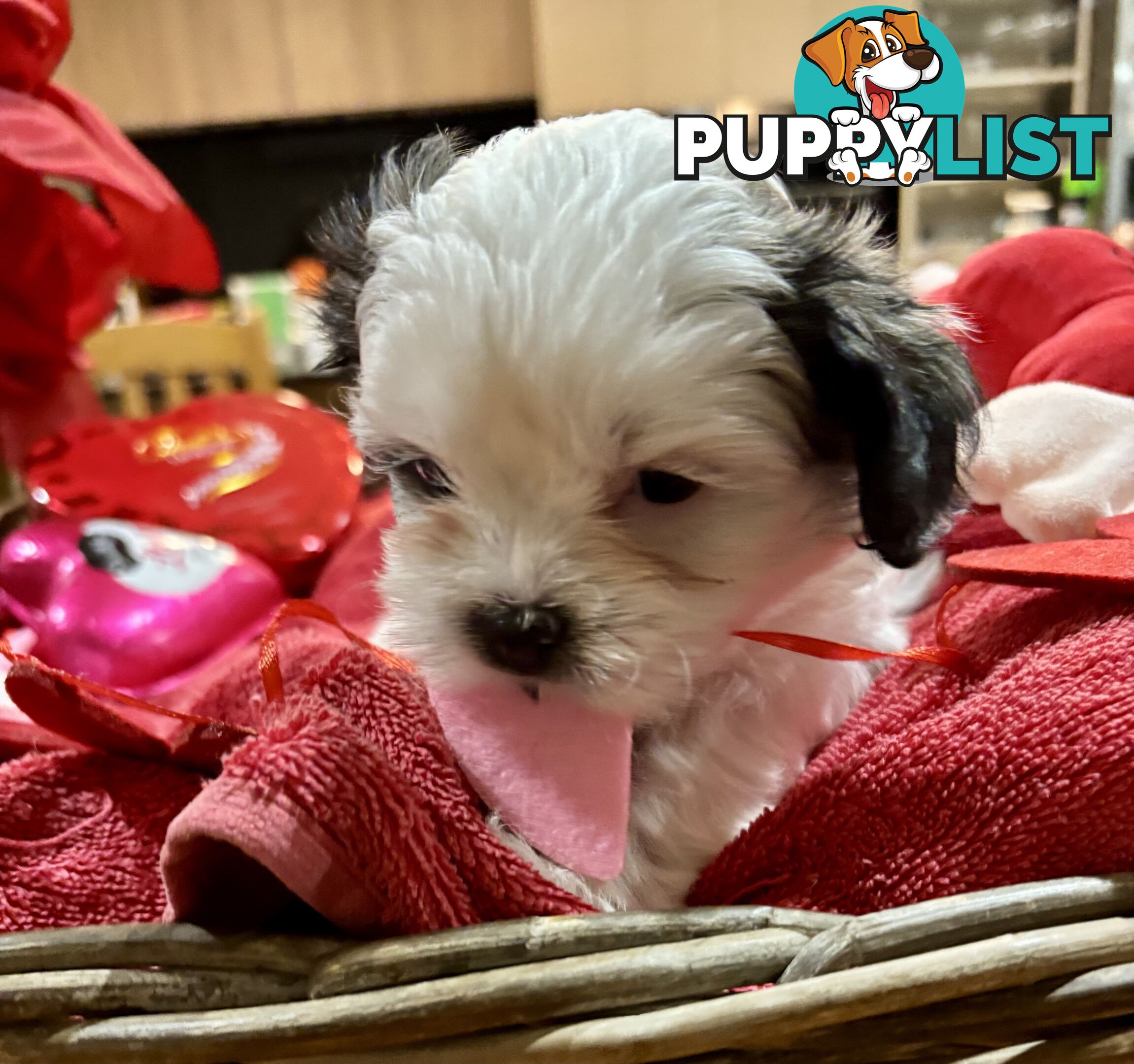 Gorgeous Shoodles puppies Cutest Valentine’s Gift You’ll Ever Cuddle