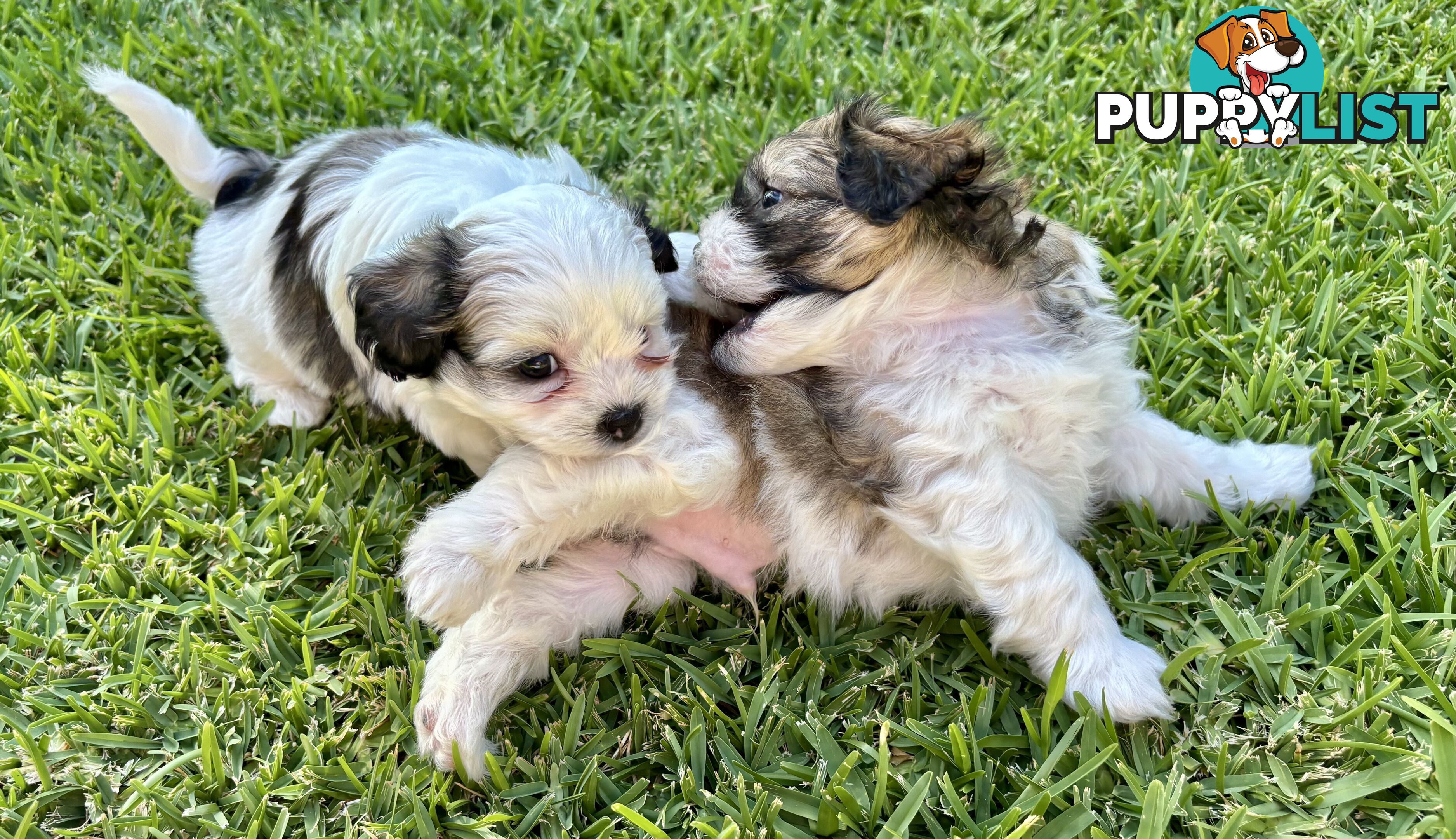 Gorgeous Shoodles puppies Cutest Valentine’s Gift You’ll Ever Cuddle