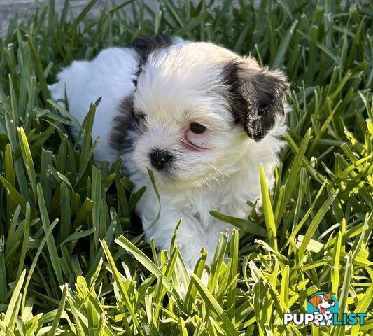 Gorgeous Shoodles puppies Cutest Valentine’s Gift You’ll Ever Cuddle