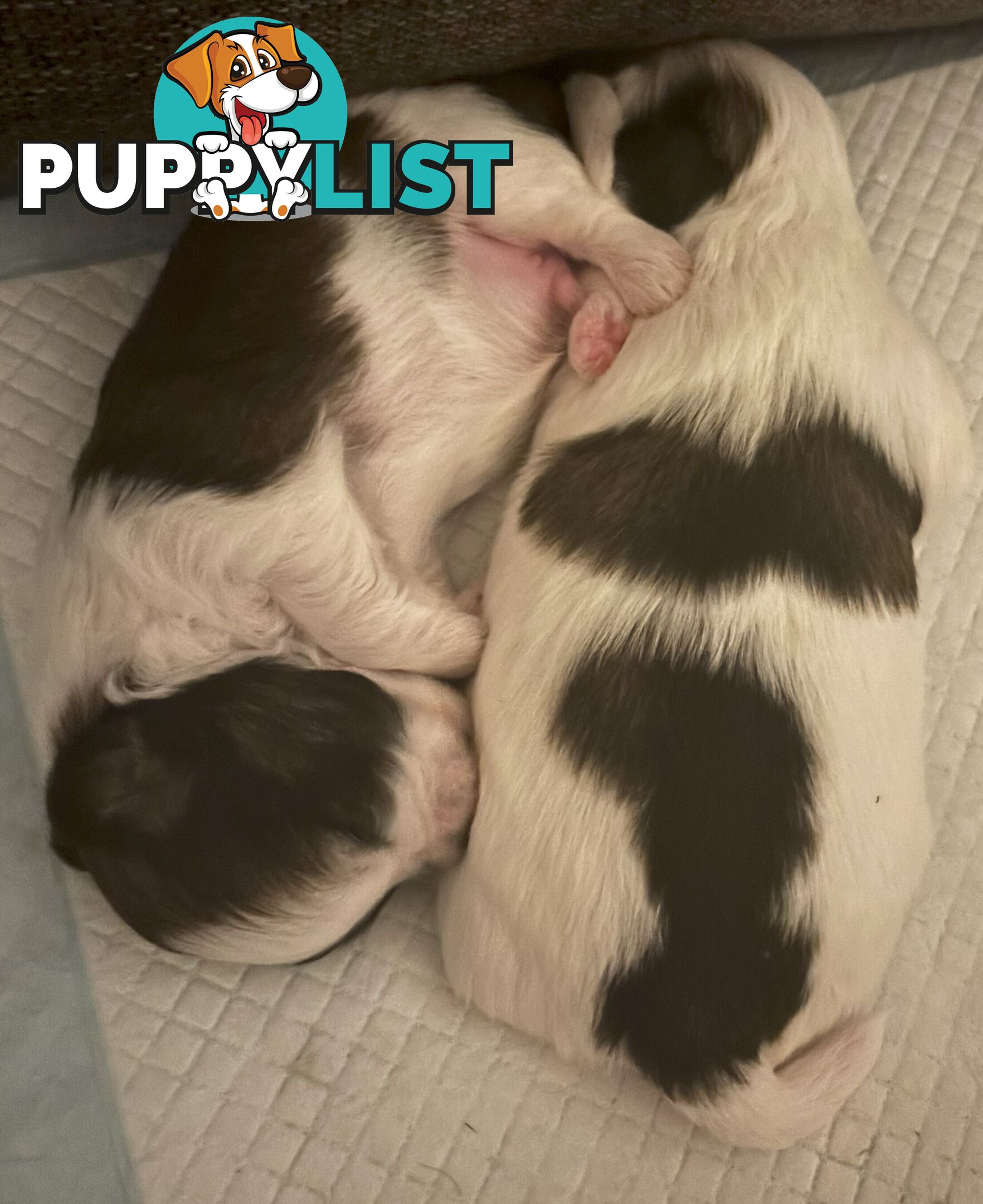 Gorgeous Shoodles puppies Cutest Valentine’s Gift You’ll Ever Cuddle