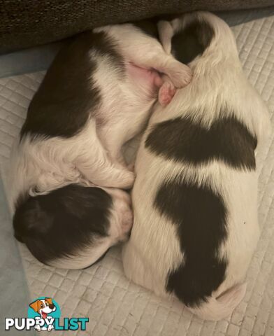 Gorgeous Shoodles puppies Cutest Valentine’s Gift You’ll Ever Cuddle