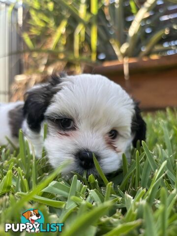 Gorgeous Shoodles puppies Cutest Valentine’s Gift You’ll Ever Cuddle