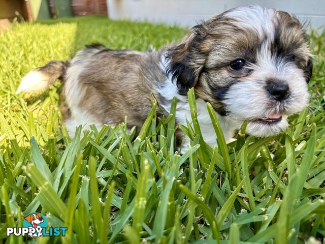 Gorgeous Shoodles puppies Cutest Valentine’s Gift You’ll Ever Cuddle