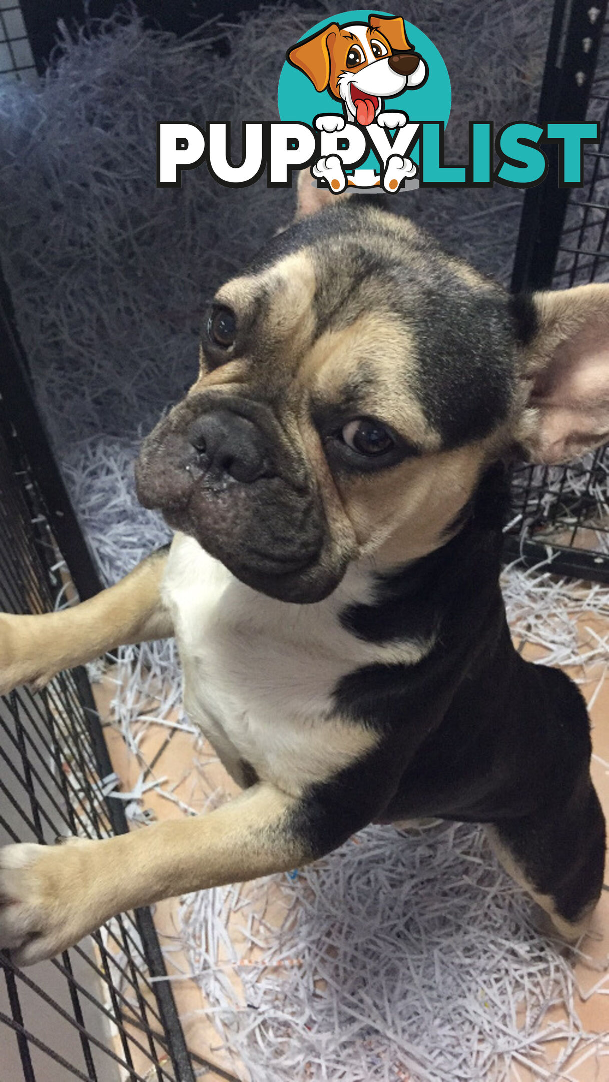 BLACK AND TAN FRENCH BULLDOG STUD 