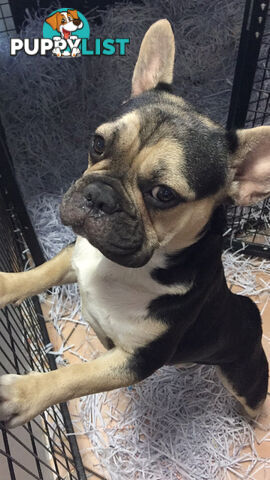 BLACK AND TAN FRENCH BULLDOG STUD 