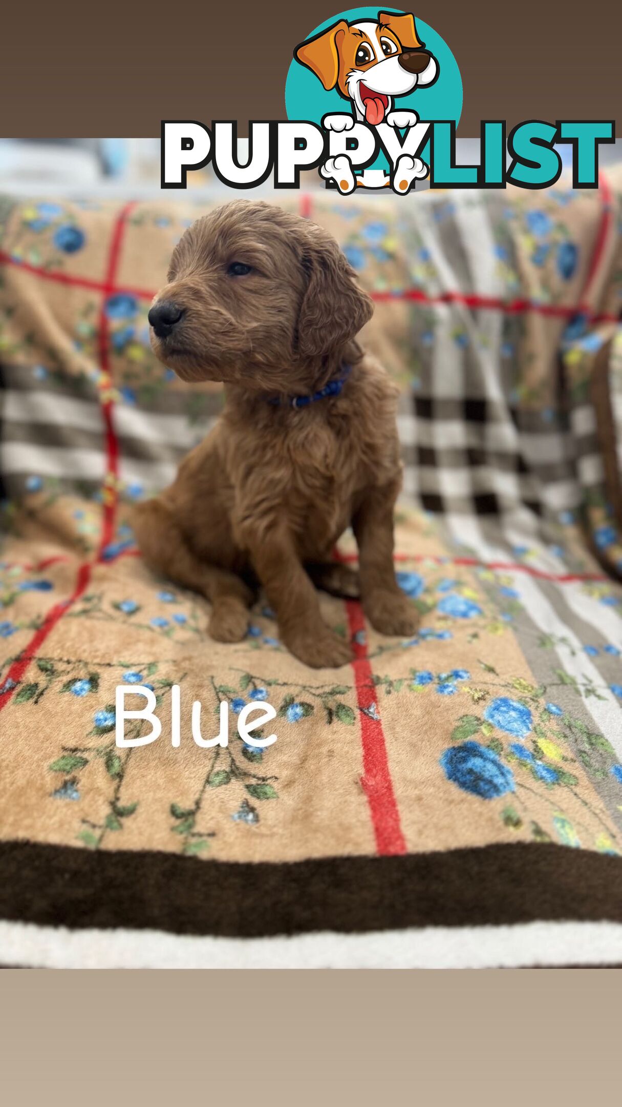 F2B Groodle Puppies
