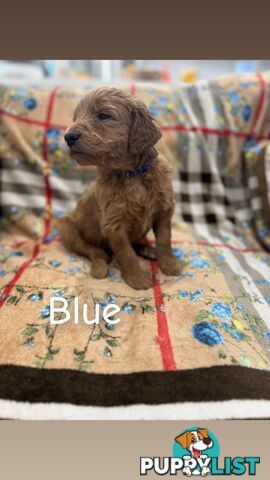 F2B Groodle Puppies