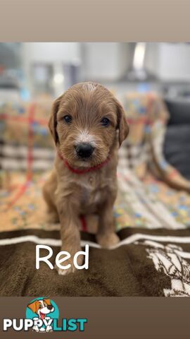 F2B Groodle Puppies