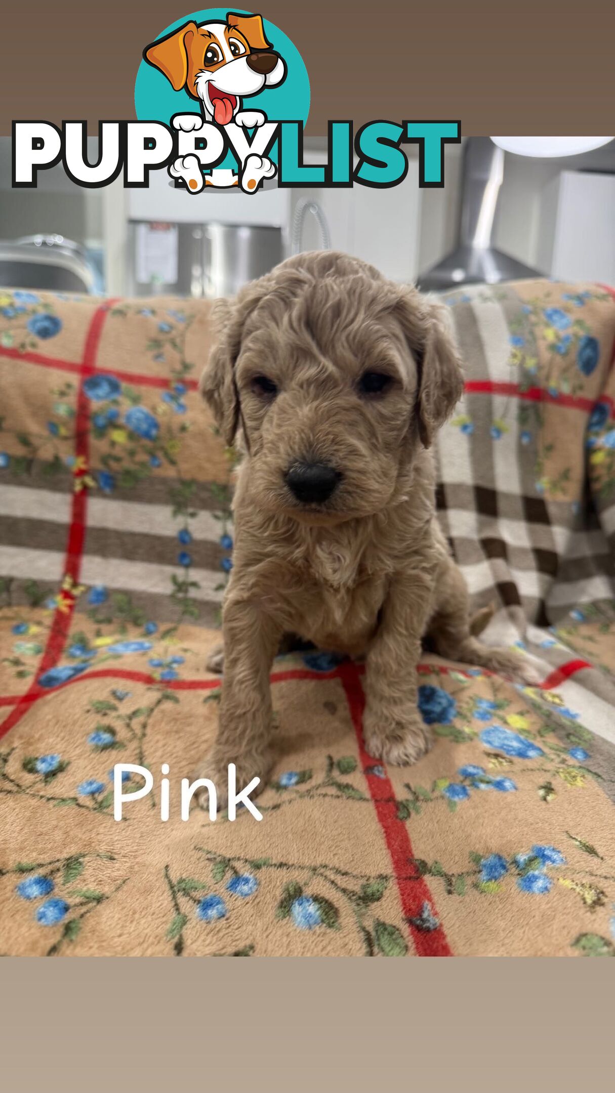F2B Groodle Puppies