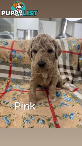 F2B Groodle Puppies