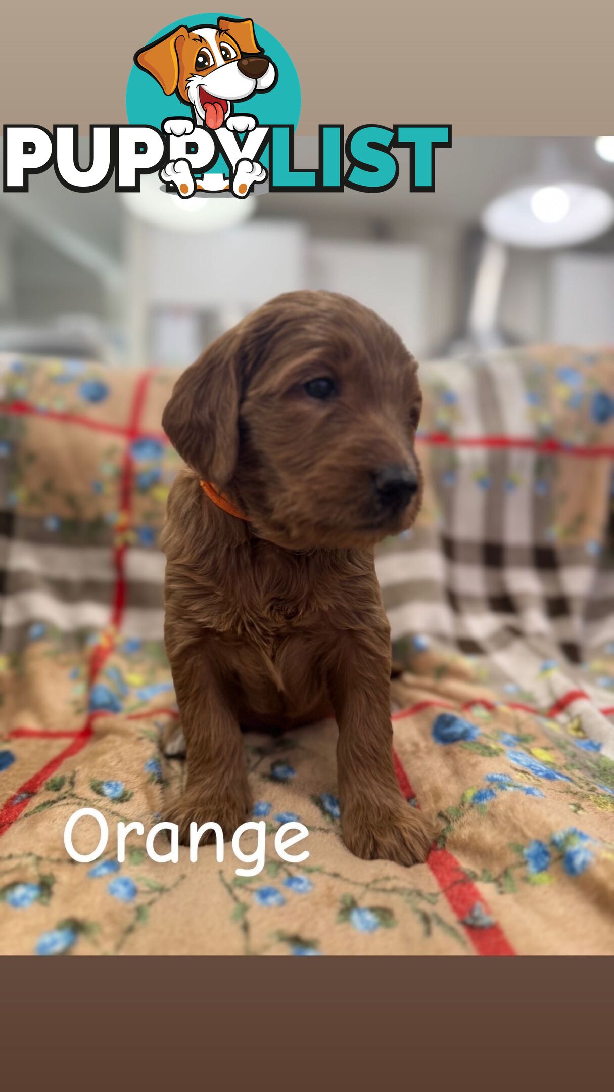 F2B Groodle Puppies