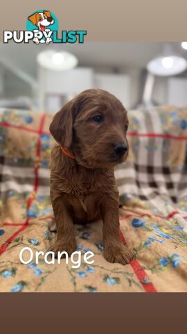 F2B Groodle Puppies
