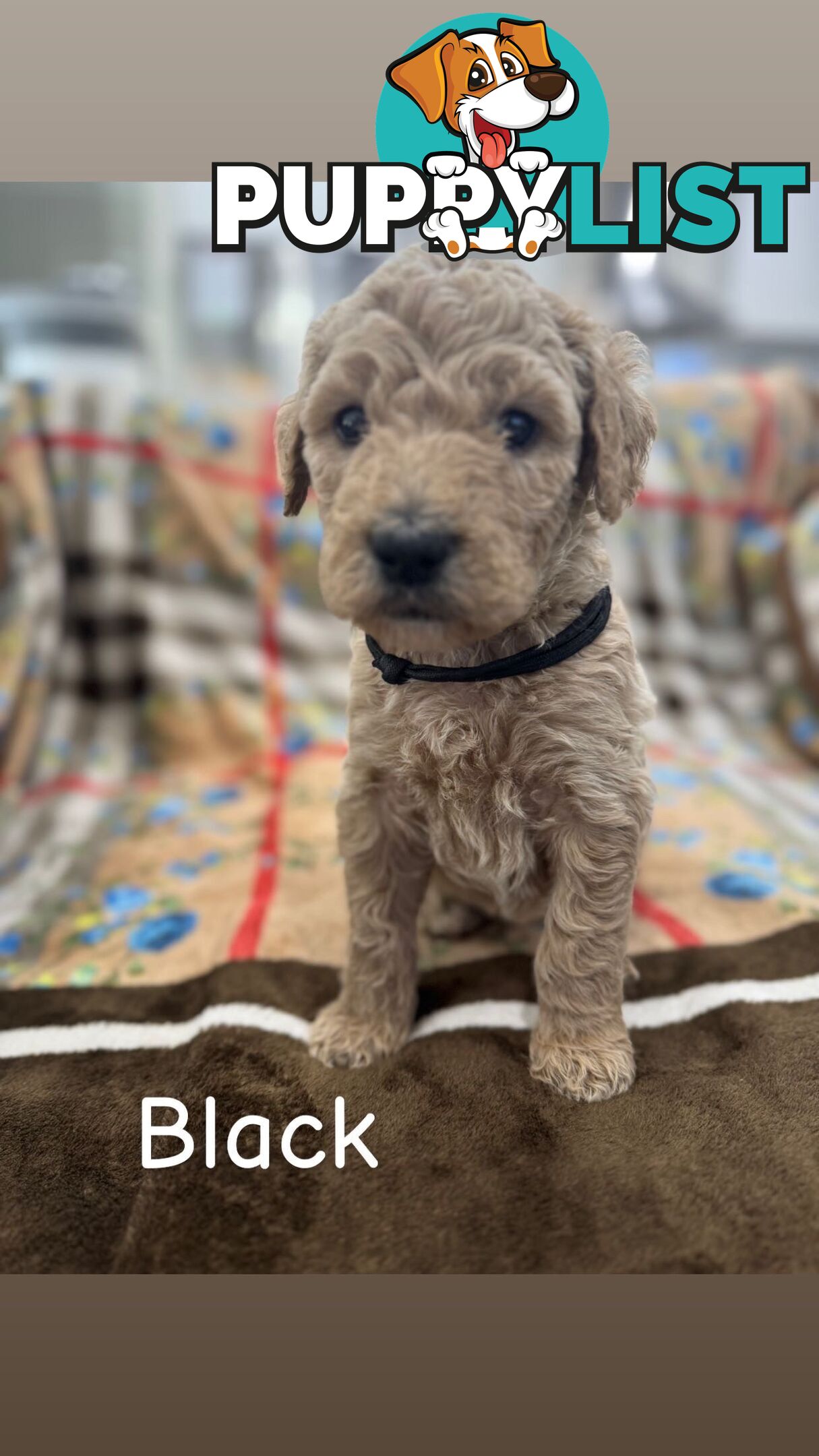 F2B Groodle Puppies