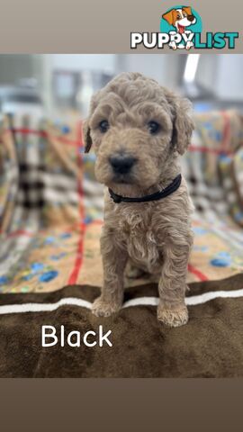 F2B Groodle Puppies