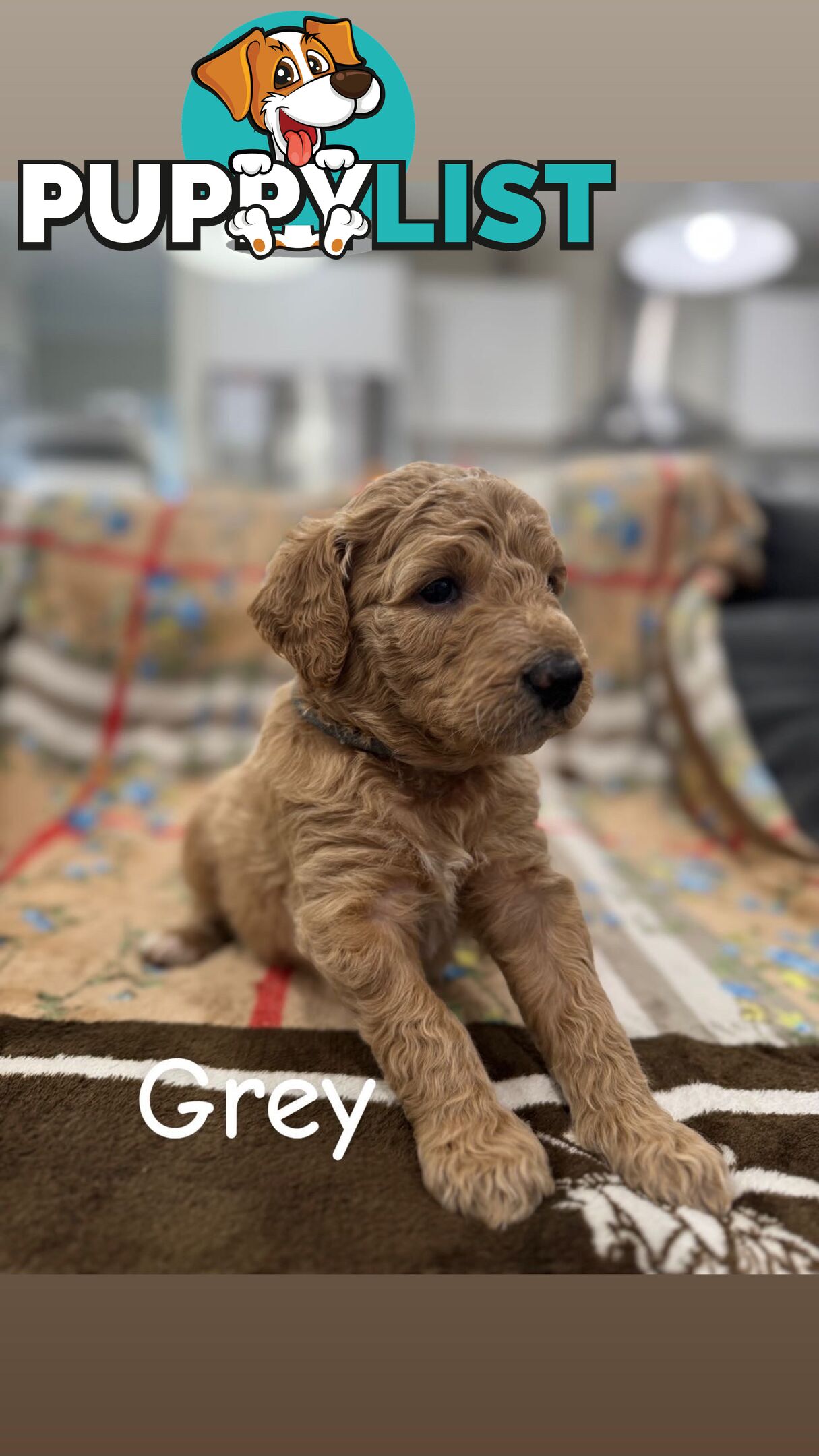 F2B Groodle Puppies