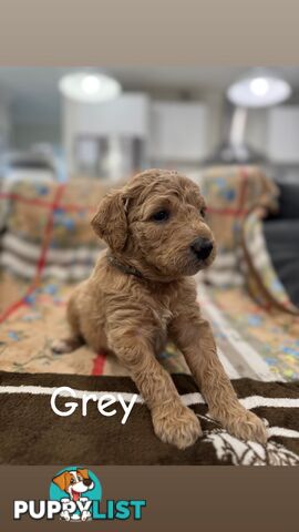 F2B Groodle Puppies