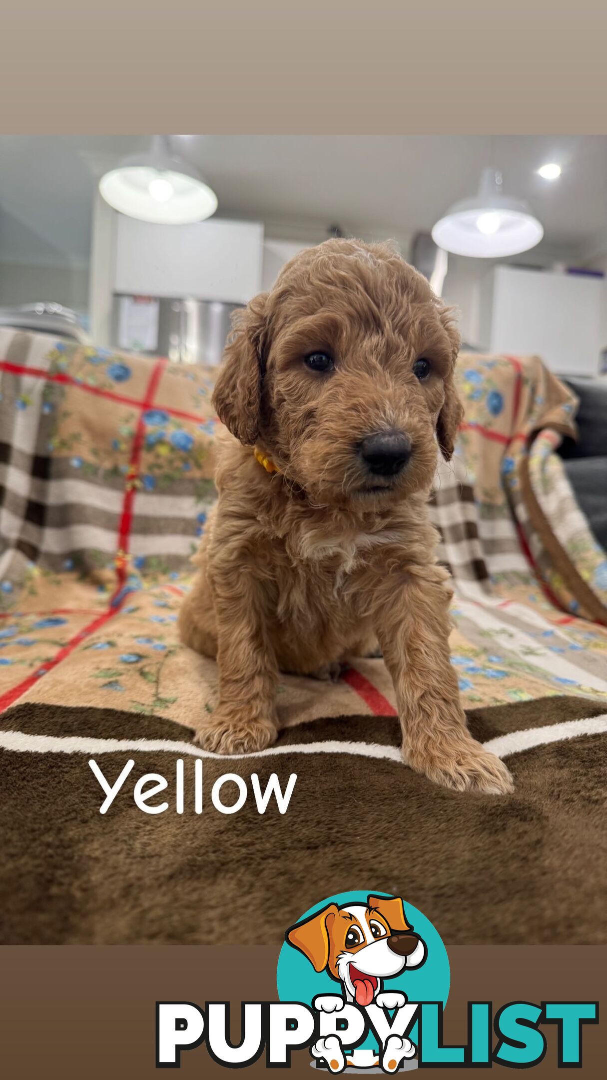 F2B Groodle Puppies