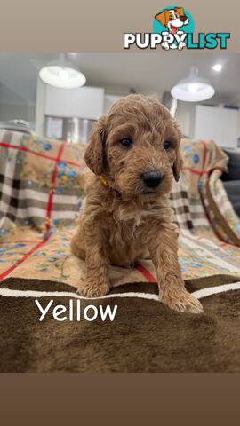 F2B Groodle Puppies