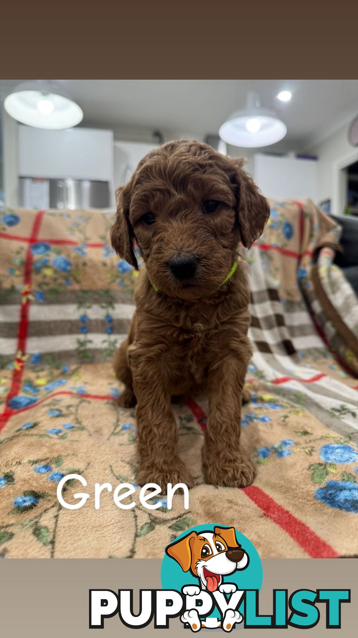 F2B Groodle Puppies