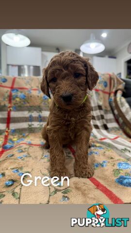 F2B Groodle Puppies