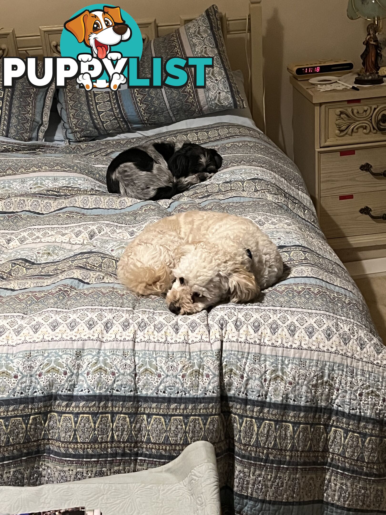 2 Maltese Shitzu