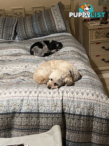 2 Maltese Shitzu