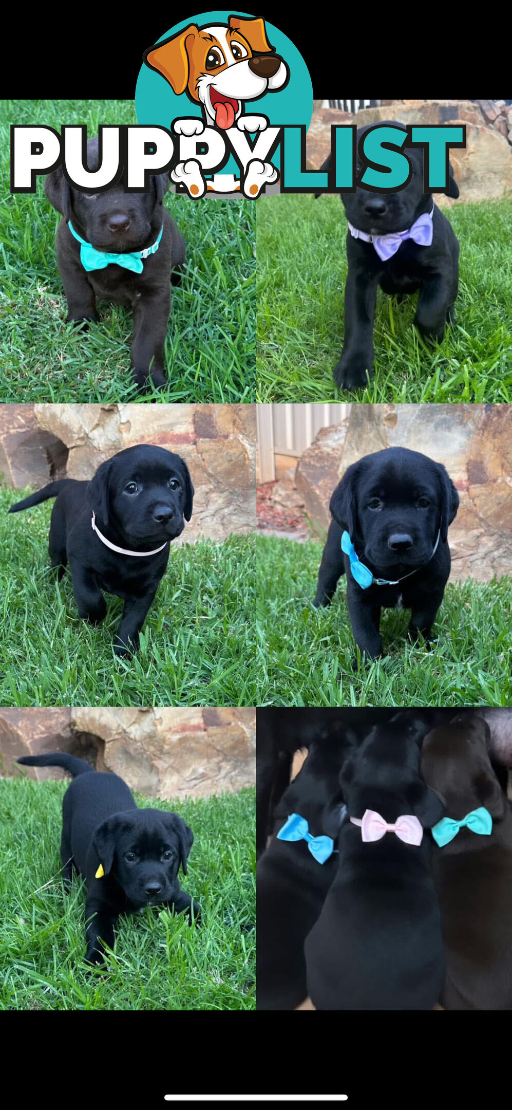 Beautiful Purebred labradors for sale