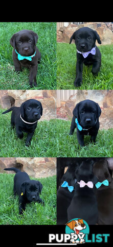 Beautiful Purebred labradors for sale