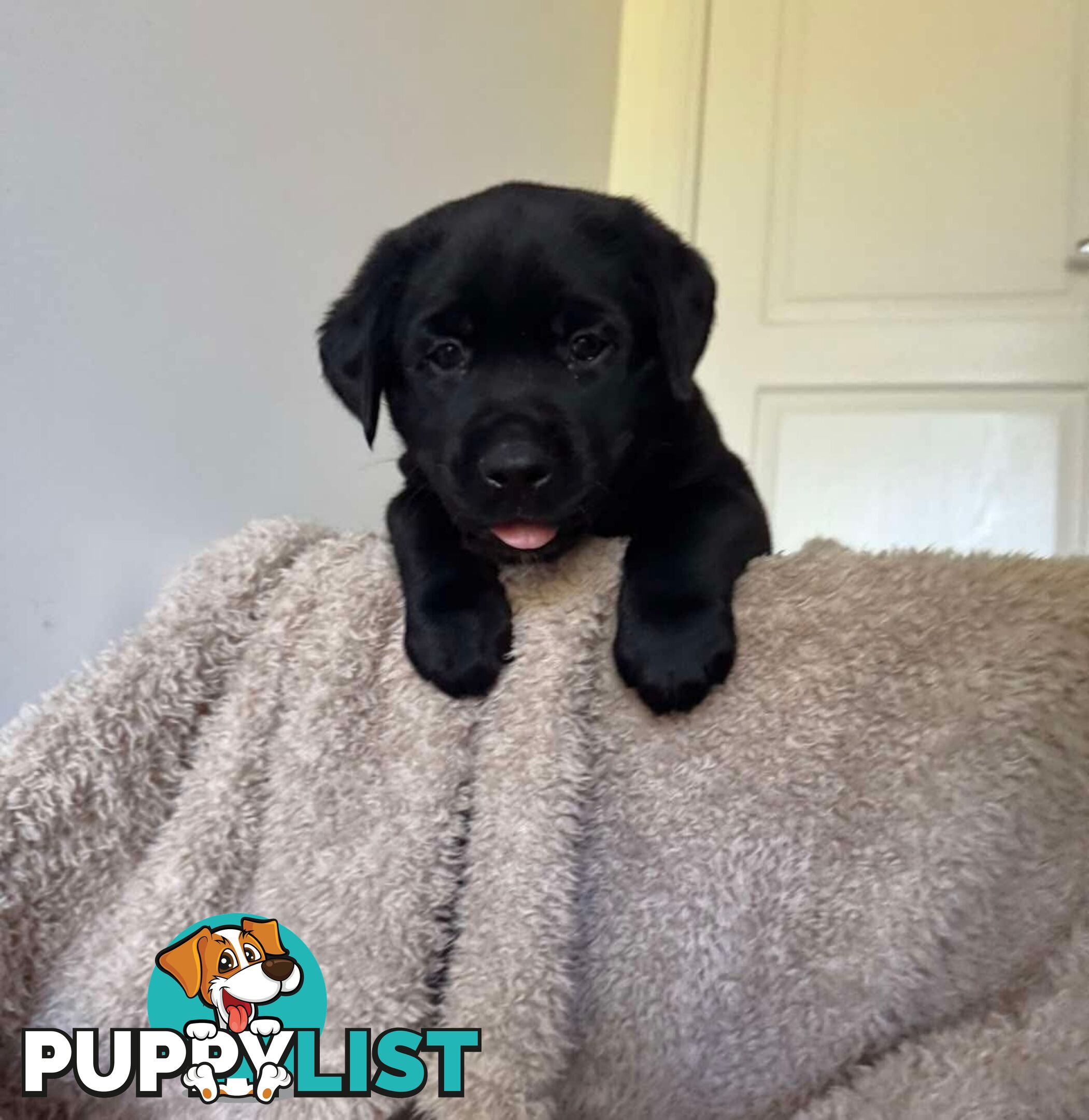 Beautiful Purebred labradors for sale