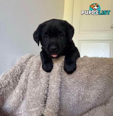 Beautiful Purebred labradors for sale