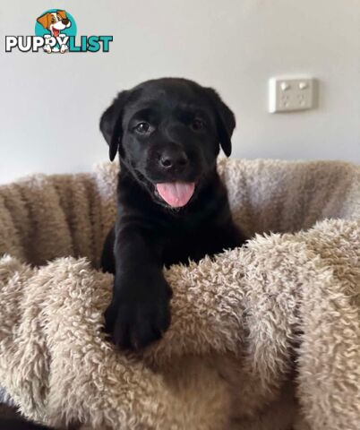 Beautiful Purebred labradors for sale